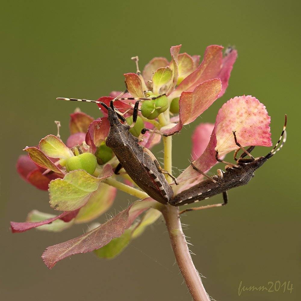 , Игорь ФУММ