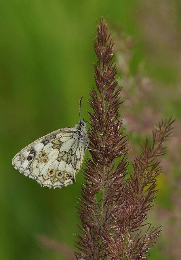 , Чепленко Алексей