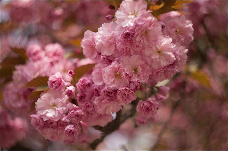 Сакура расцвела фото превью