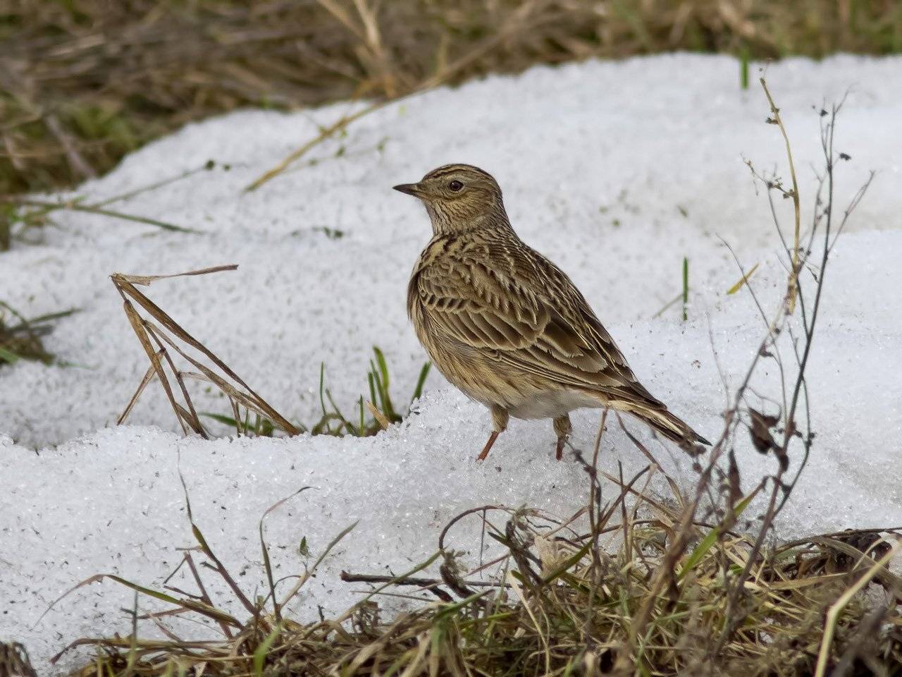 Жаворонок, Ляпустин Юра