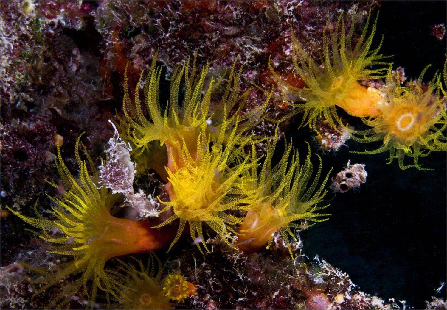 Микронезия, Палау, Нетушки