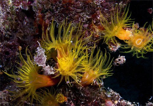 Сны о теплом море