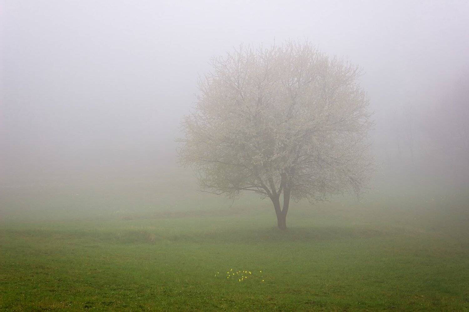 , Ирина Костова