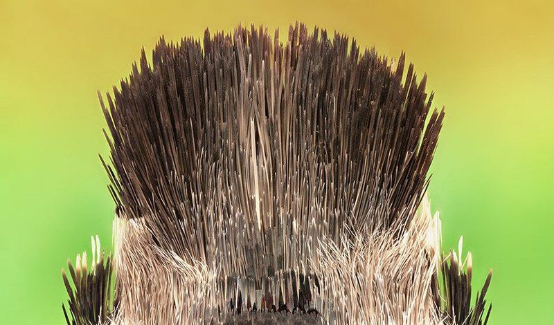 Moth Tail фото превью