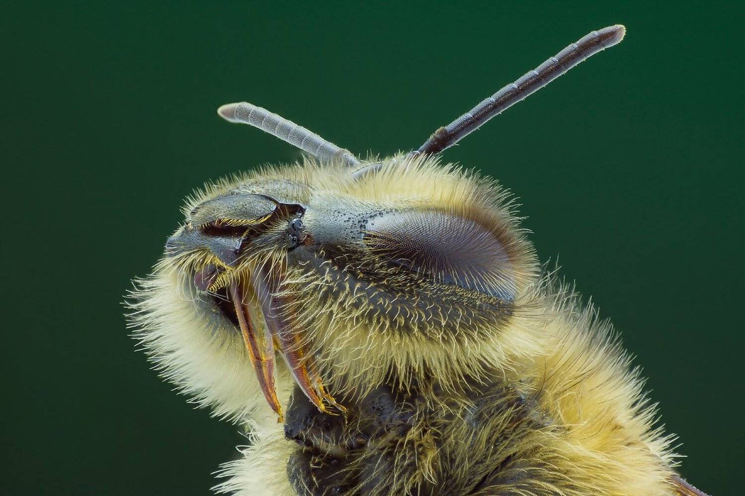 , Илья Буянов