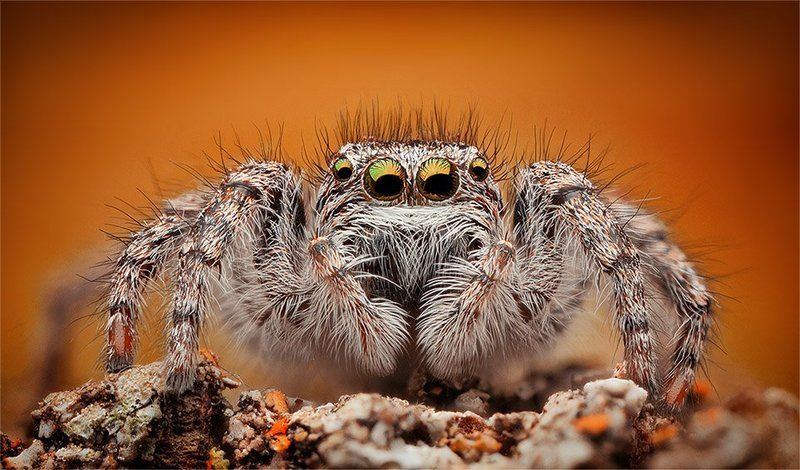 whats up фото превью