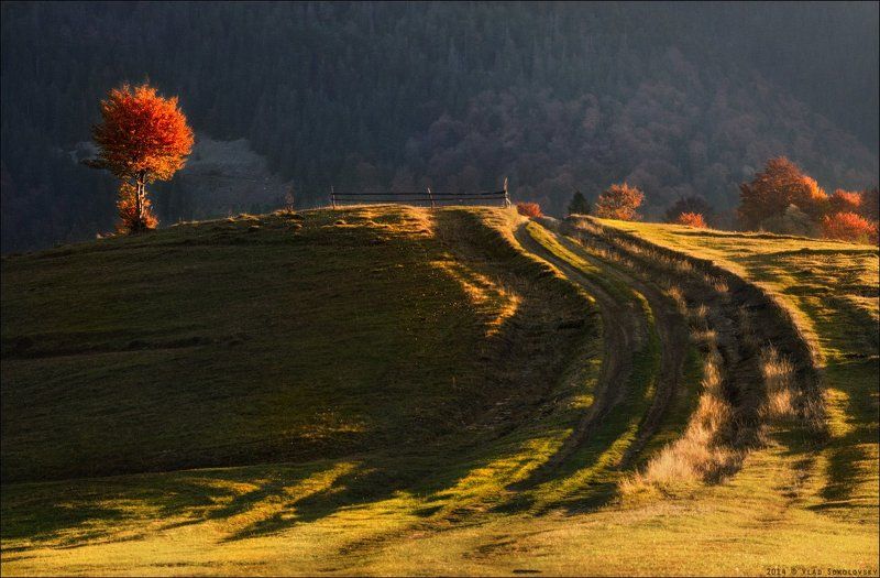 Закарпатье, Карпати, Карпаты, Межгорье, Осень, Поворот, Свет / Осенний этюд / фото превью