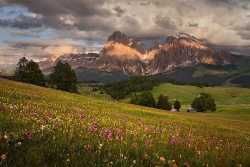 Alpine meadow