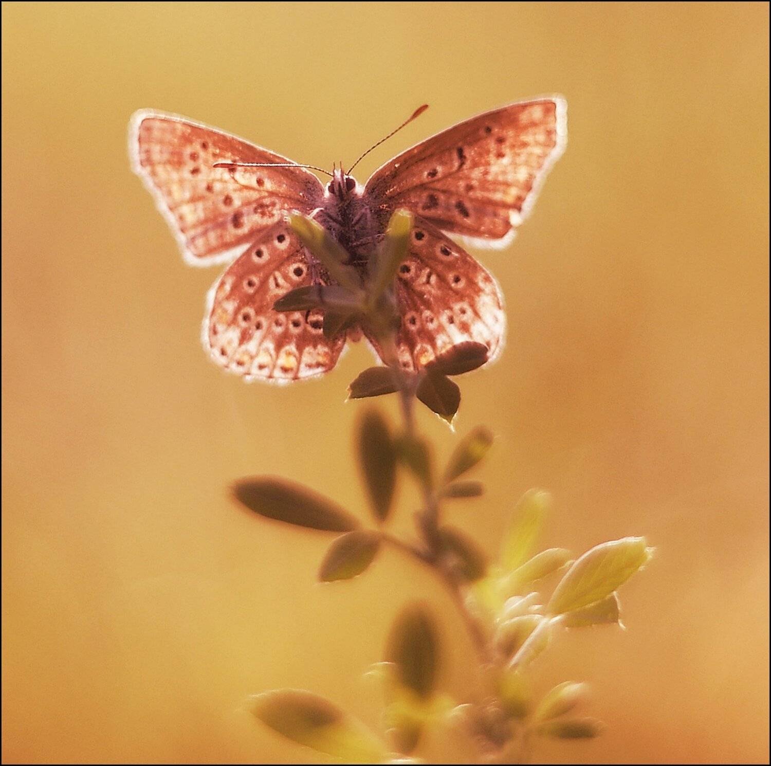 , Krzysztof Trojanowski