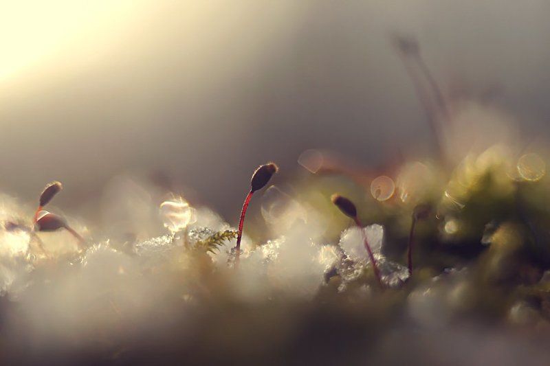 Весна 2014-го. фото превью