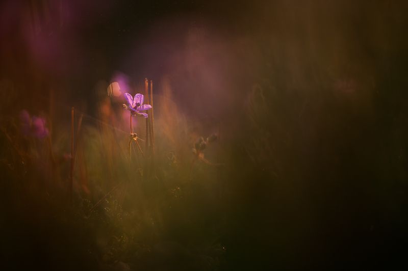 Dreamy фото превью