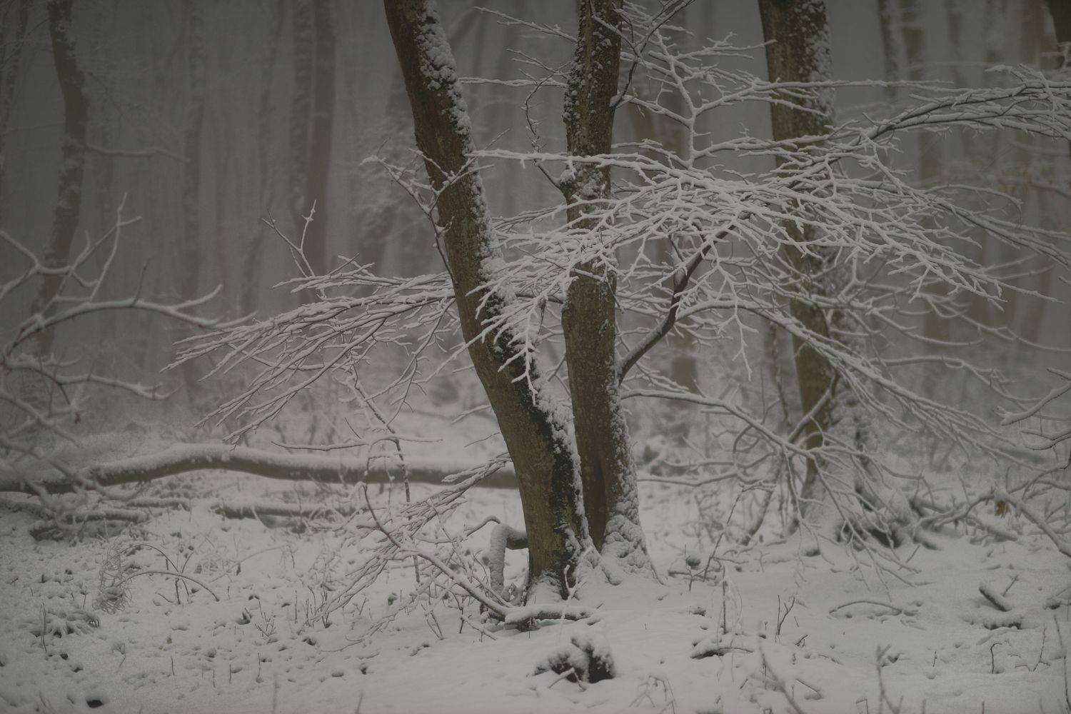 зима туман лес утро, Александр Жарников