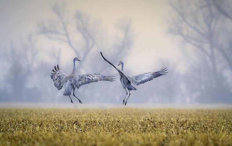 Love Is in the Air фото превью