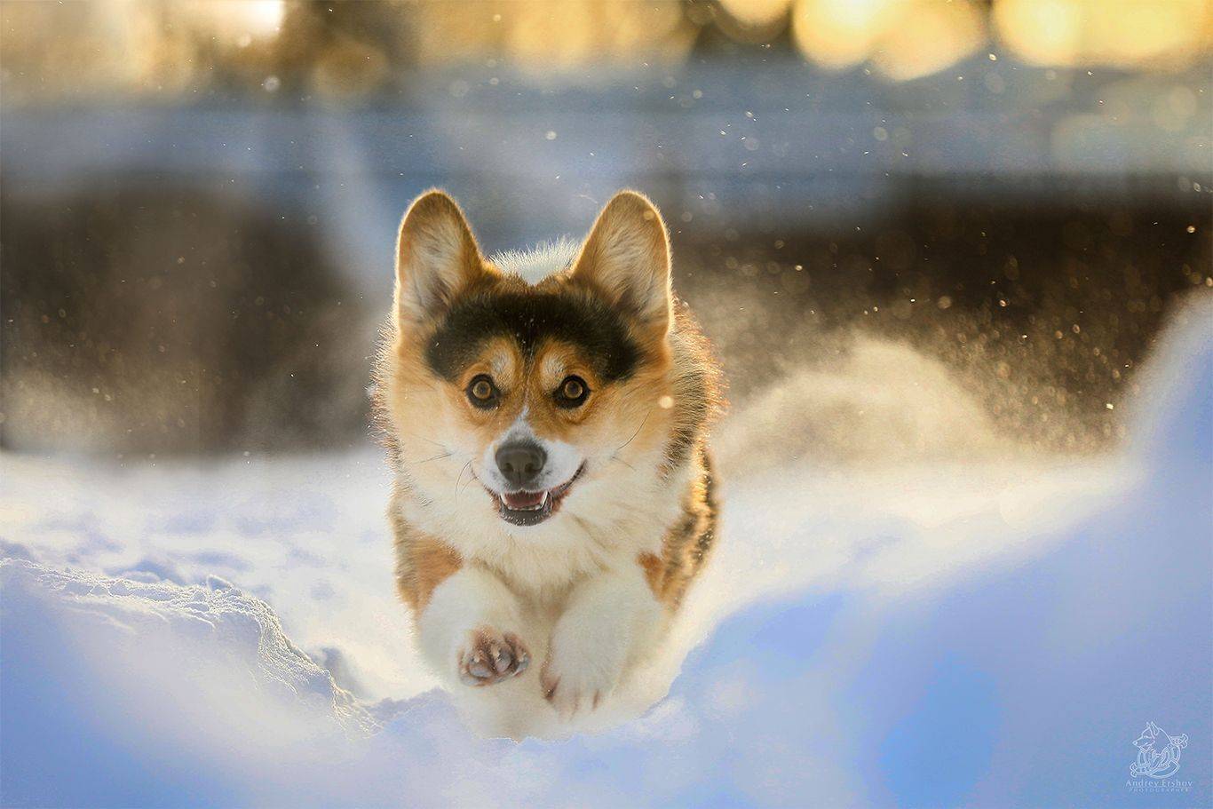 , Андрей Ершов