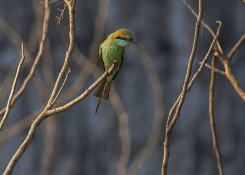 Bee-eater