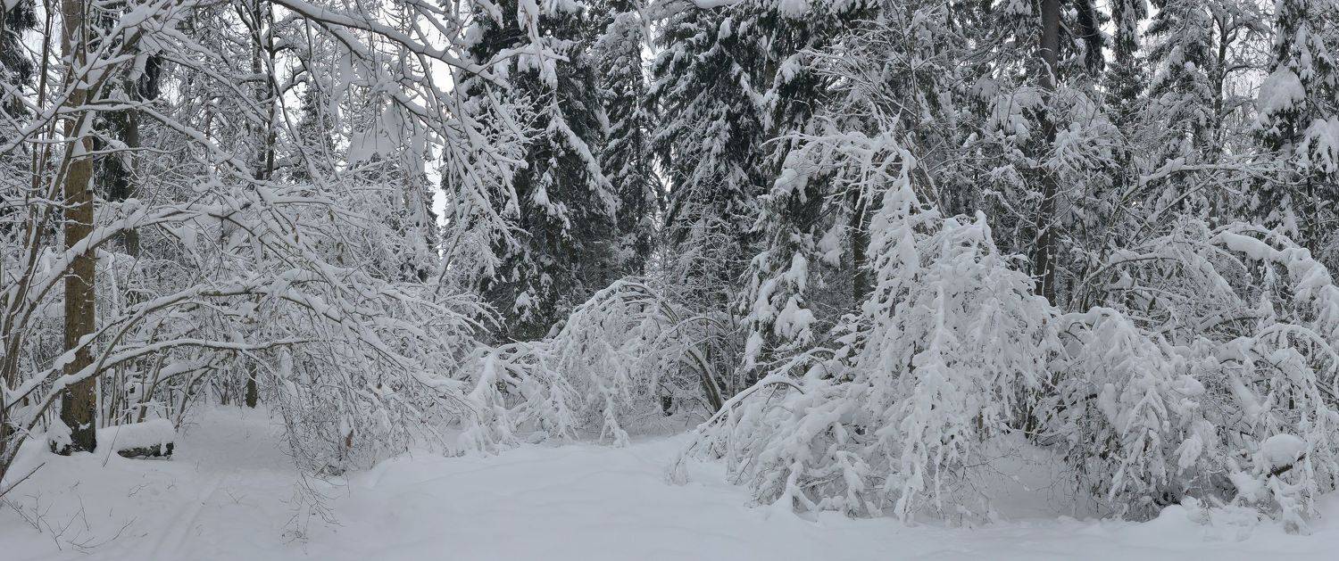 , Сергей Седов