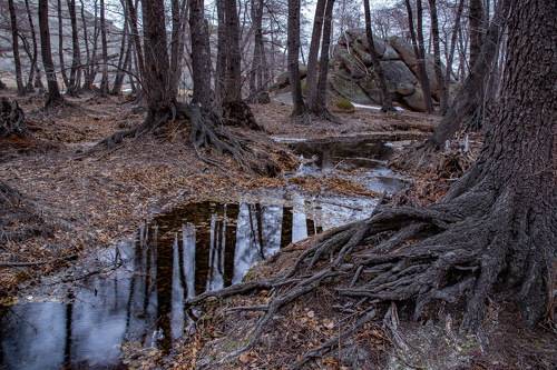 БАЯНАУЛ  Роща чёрной ольхи