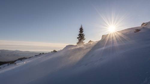 В гостях у ели