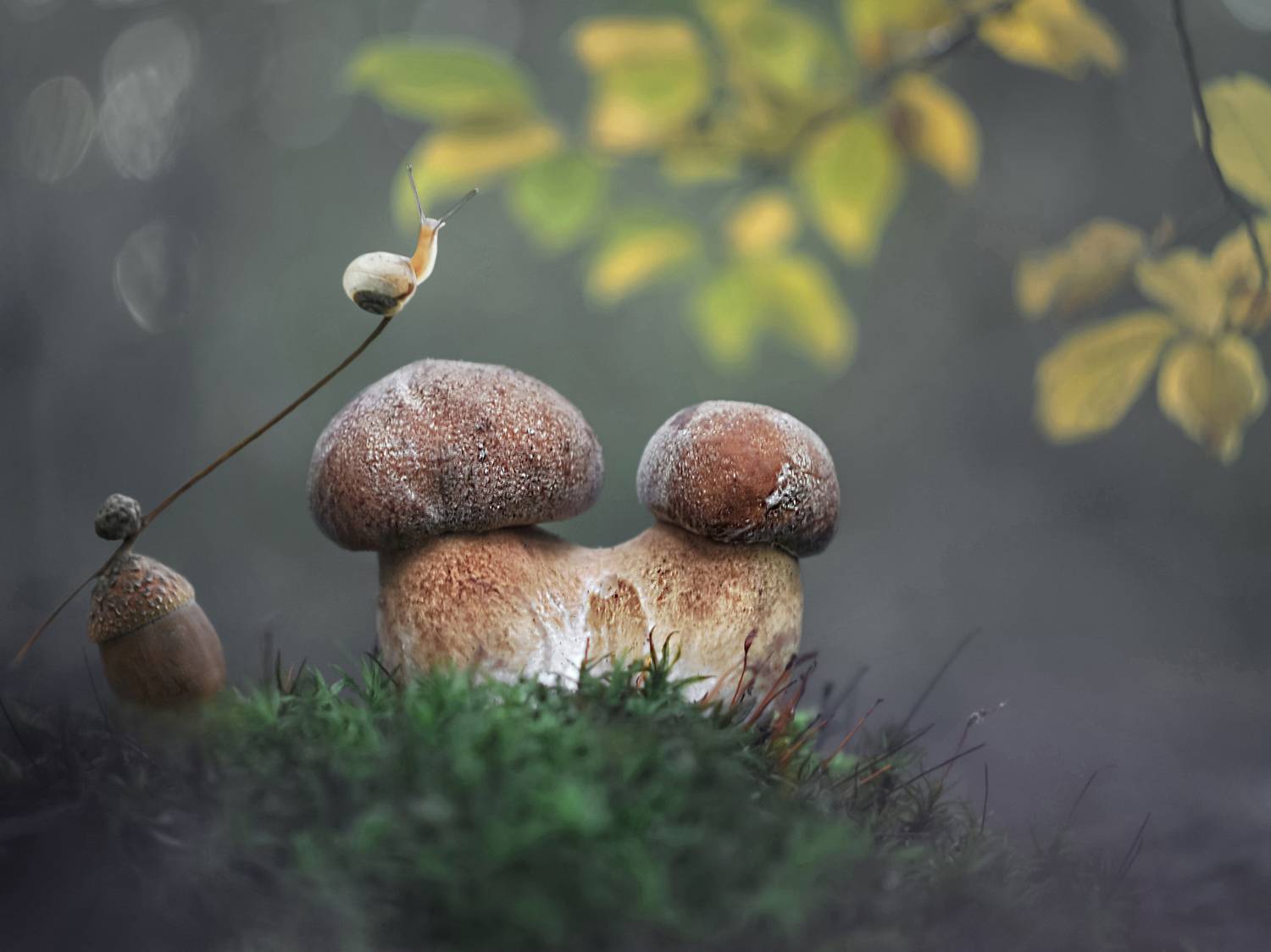 боровик, природа, улитка, Александр Гвоздь