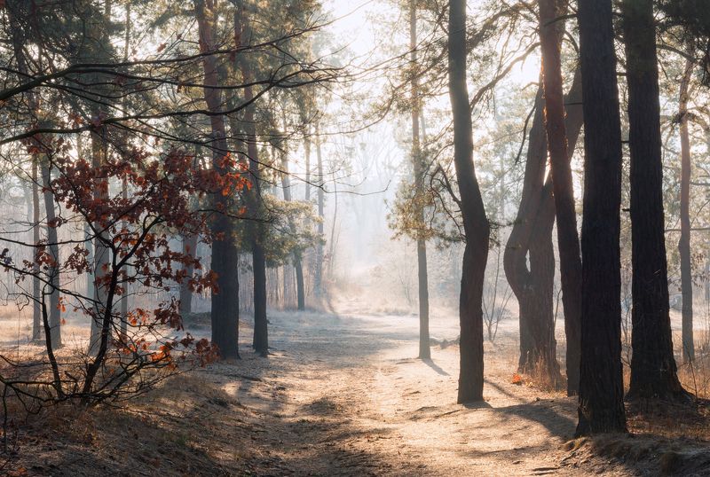 лес зима декабрь туман иней Невероятная прозрачность декабря фото превью