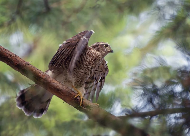 хищная птица, ястреб перепелятник, перепелятник.. фото превью