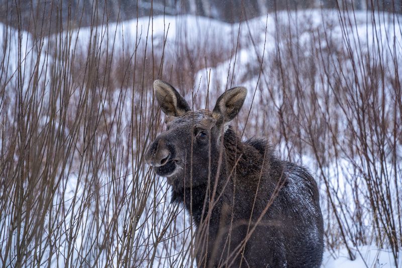 лось, лосиный остров Зимний лось фото превью