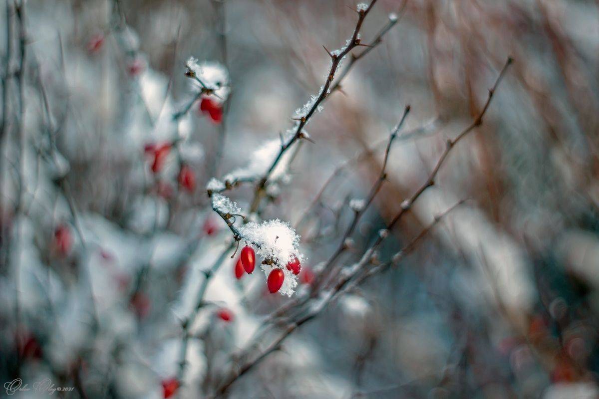 , Орлов Олег