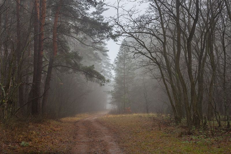 осень, лес, ноябрь, заповедник  фото превью