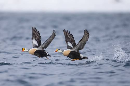 Somateria spectabilis