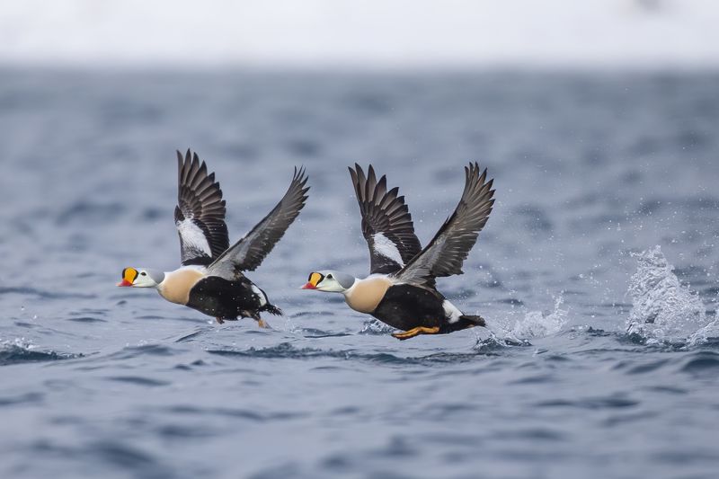 Somateria spectabilis Somateria spectabilis фото превью