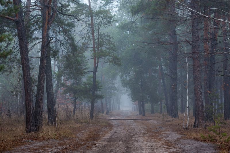 лес осень ноябрь туман сырость Холодные ноябрьские туманы фото превью