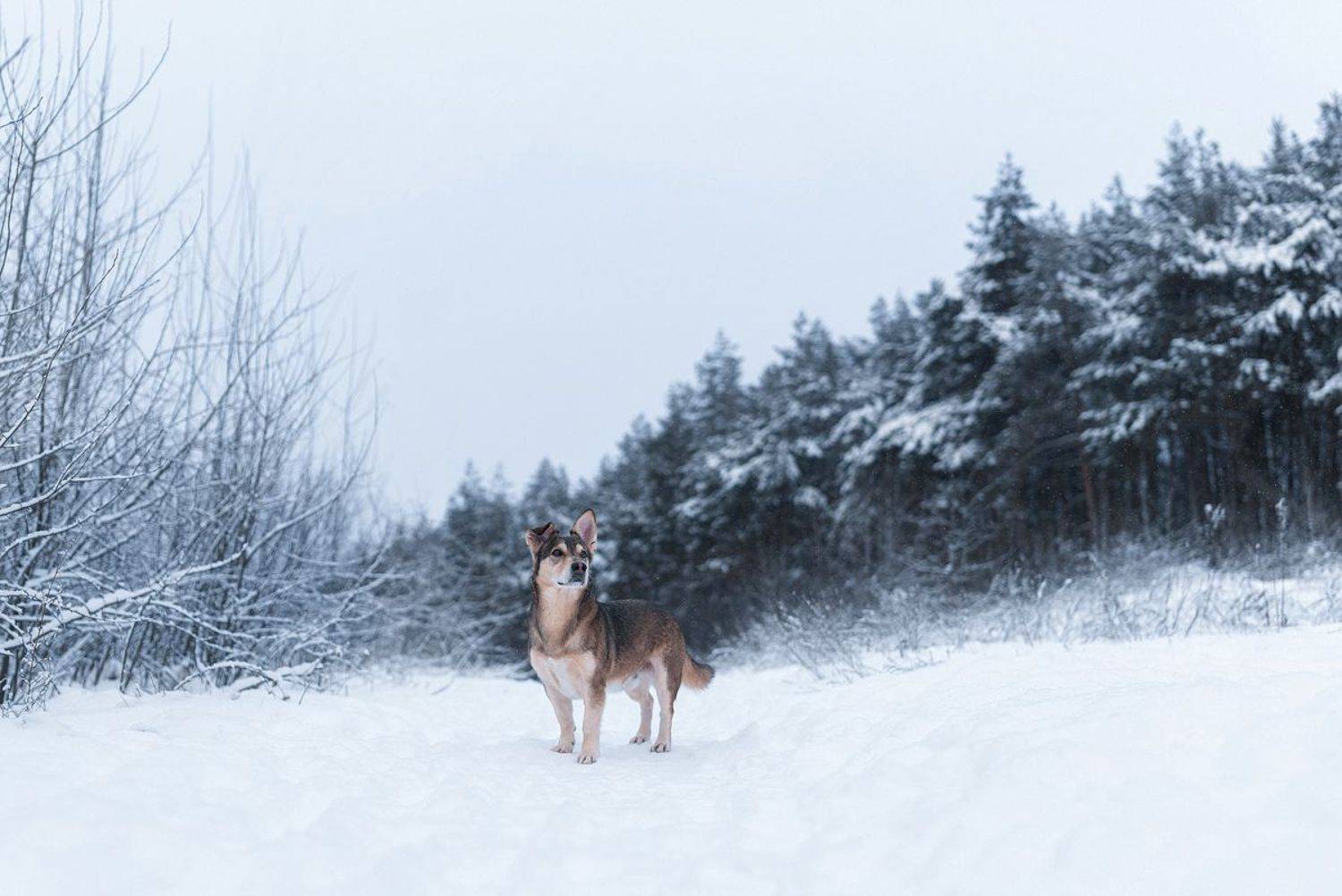 собака, животное, Евгений Крутиков