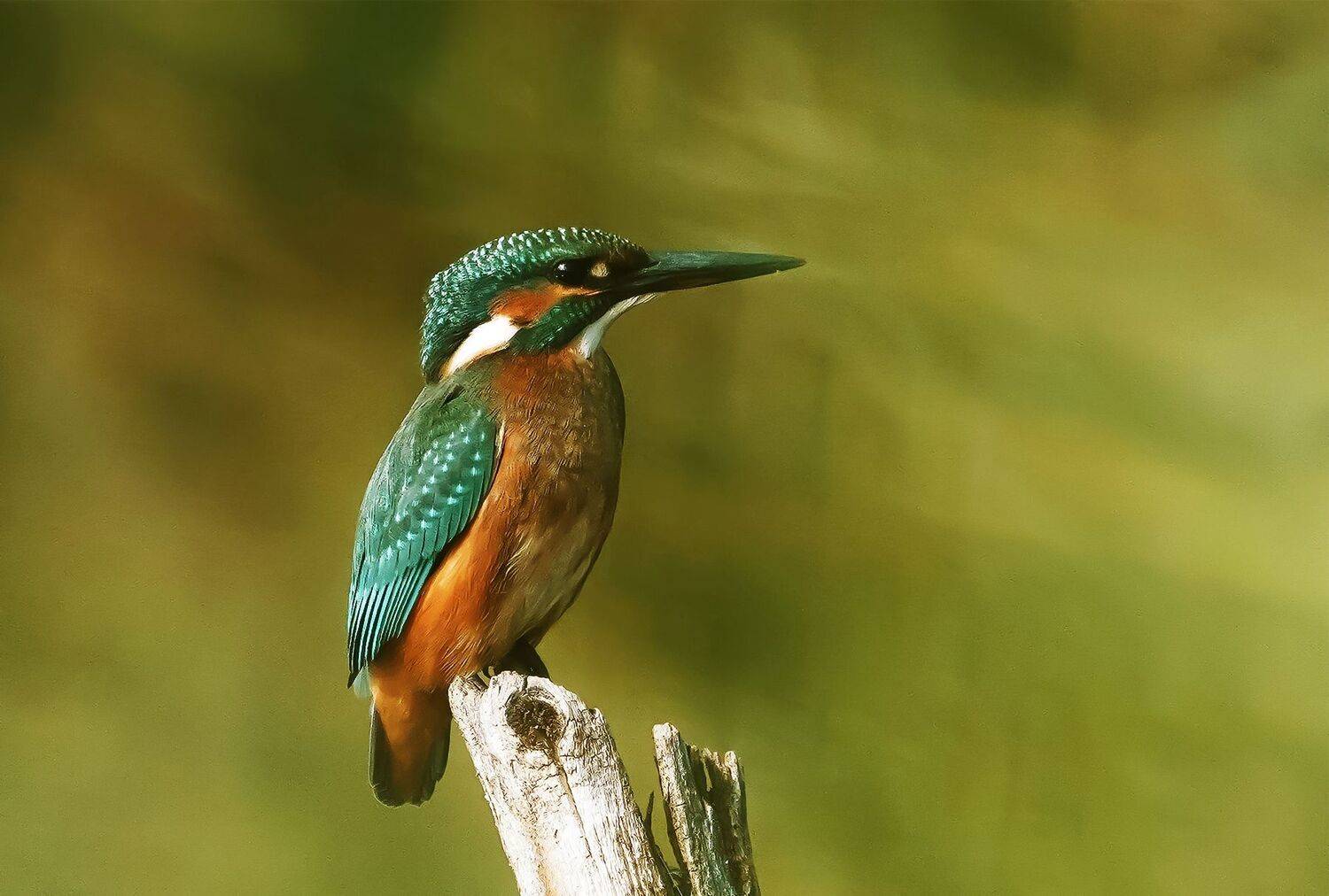 , Красимир Георгиев