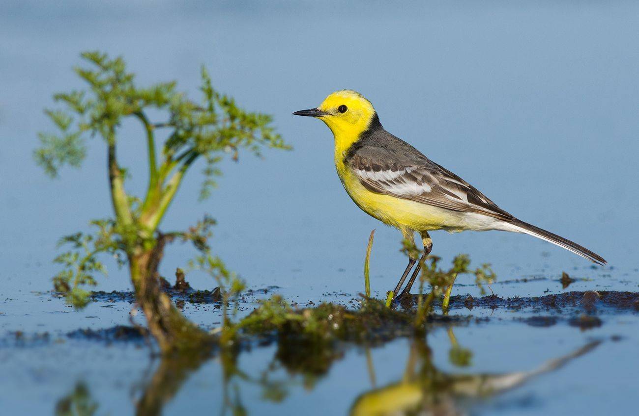 желтоголовая трясогузка,болото,растение, Иван