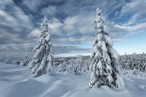 Arctic Eyes...