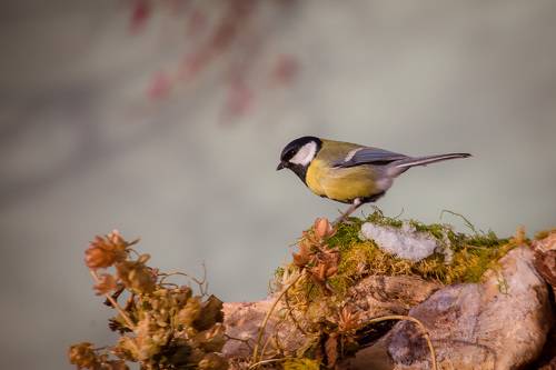 Parus Major