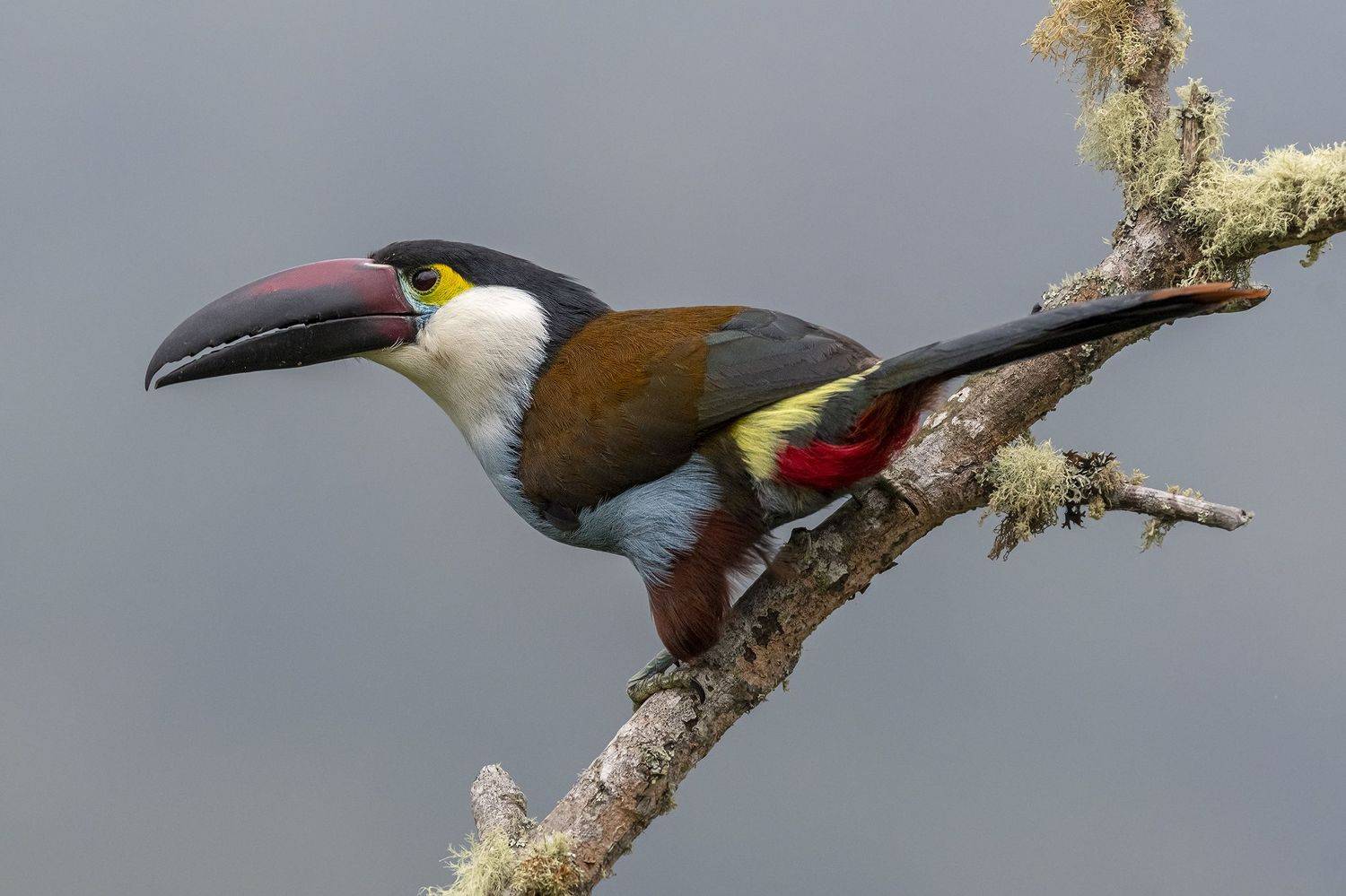 , Fernando Burgalin Sequeira