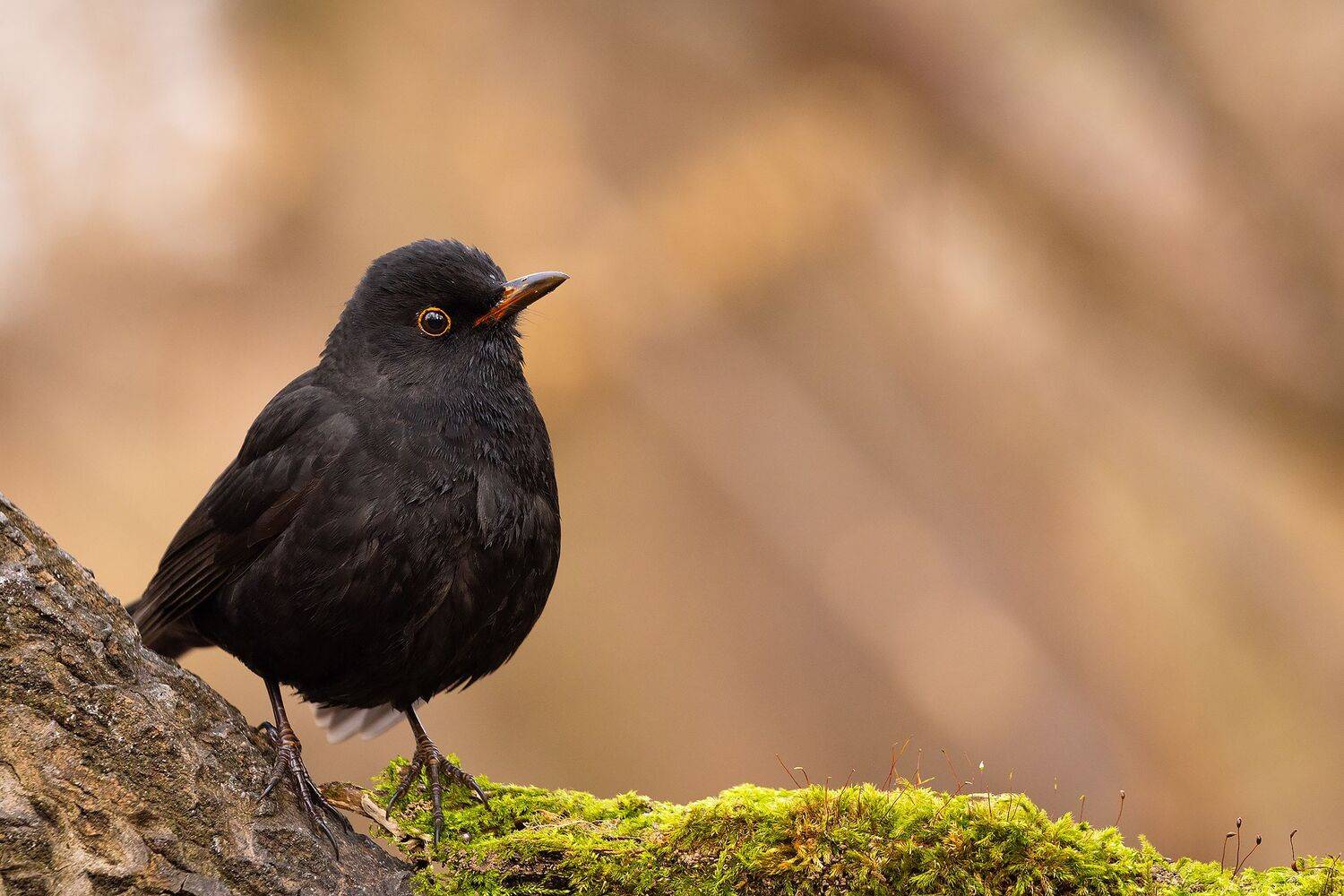 Blackbird. Автор: Robert Adamec , Robert Adamec