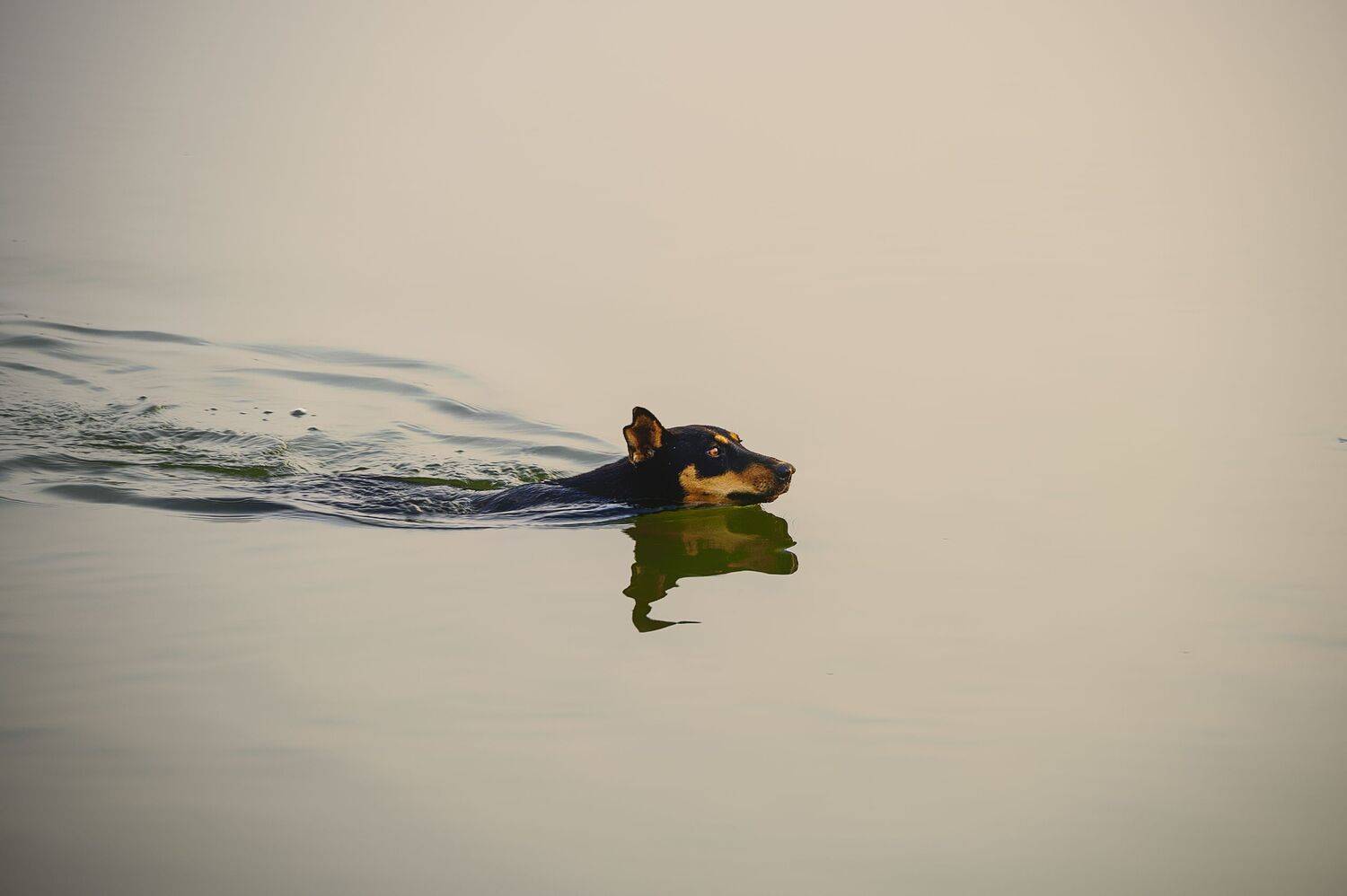 dog,wild,wolf,stray.lake,water,sea,shadow,reflection,nikon,friend,swim,peace,morning,fog, G N RAJA