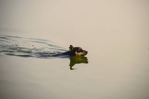 Swim