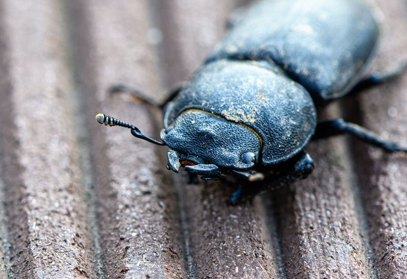 Dorcus parallelipipedus, the lesser stag beetle фото превью