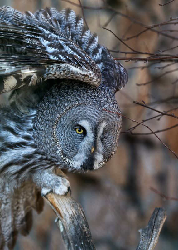 неясыть бородатая Неясыть бородатая фото превью