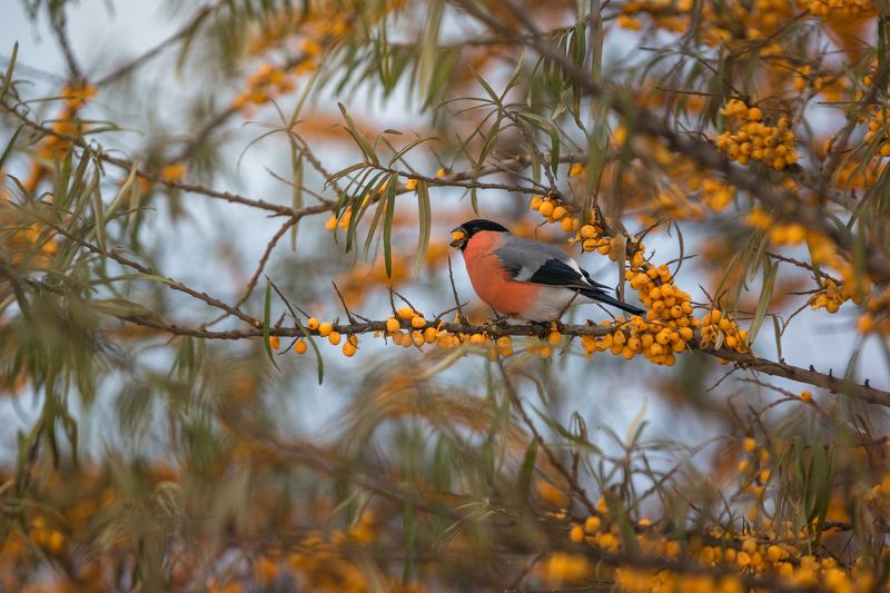 А счастье у каждого своё фото превью