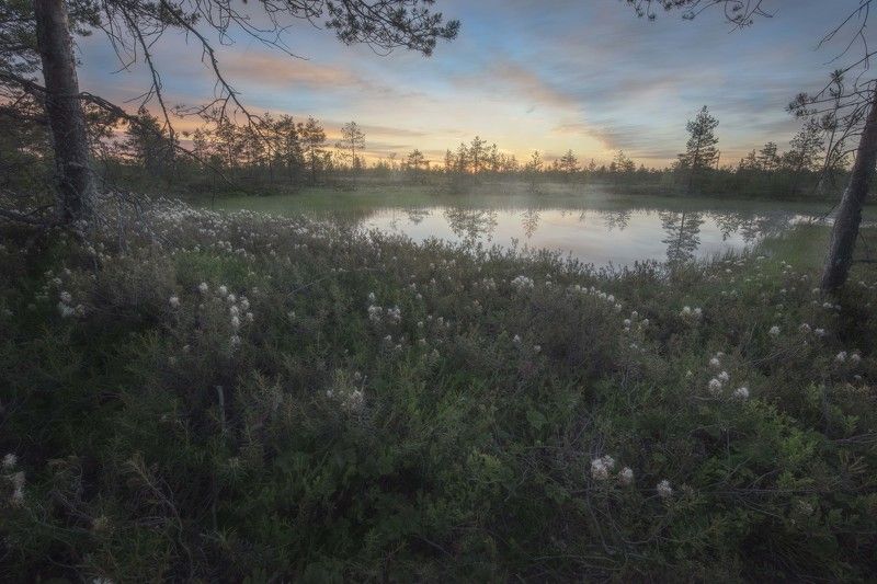 Рассвет на болоте фото превью