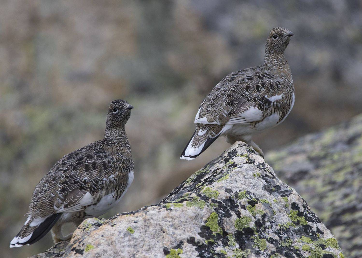 Куропатка Птица, Денис Жбир