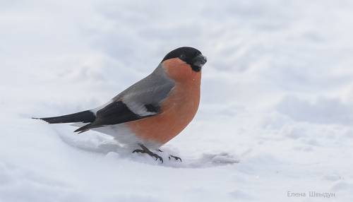 Bullfinch