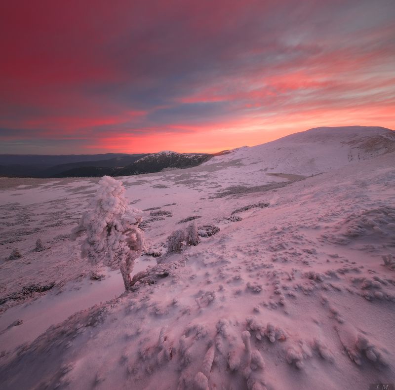 горы, рассвет, карпаты, ветер, снег, дерево, хребет, небо, пейзаж, carpathians, mountains, snow, frozen, cold, dawn, rose, clouds, wind, tree, lonely, chain, mountain Роза ветров фото превью