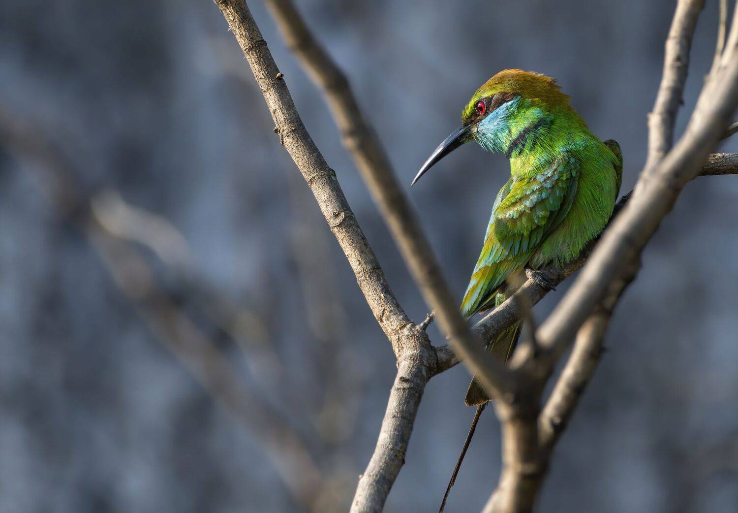 closeup, bird, birds, wild, wings, beauty, nature, swan, feather, spread, little sparrow,animal,animals,nikon,bee,portrait,eyes,exoric, G N RAJA