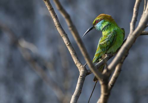 Bee-eater