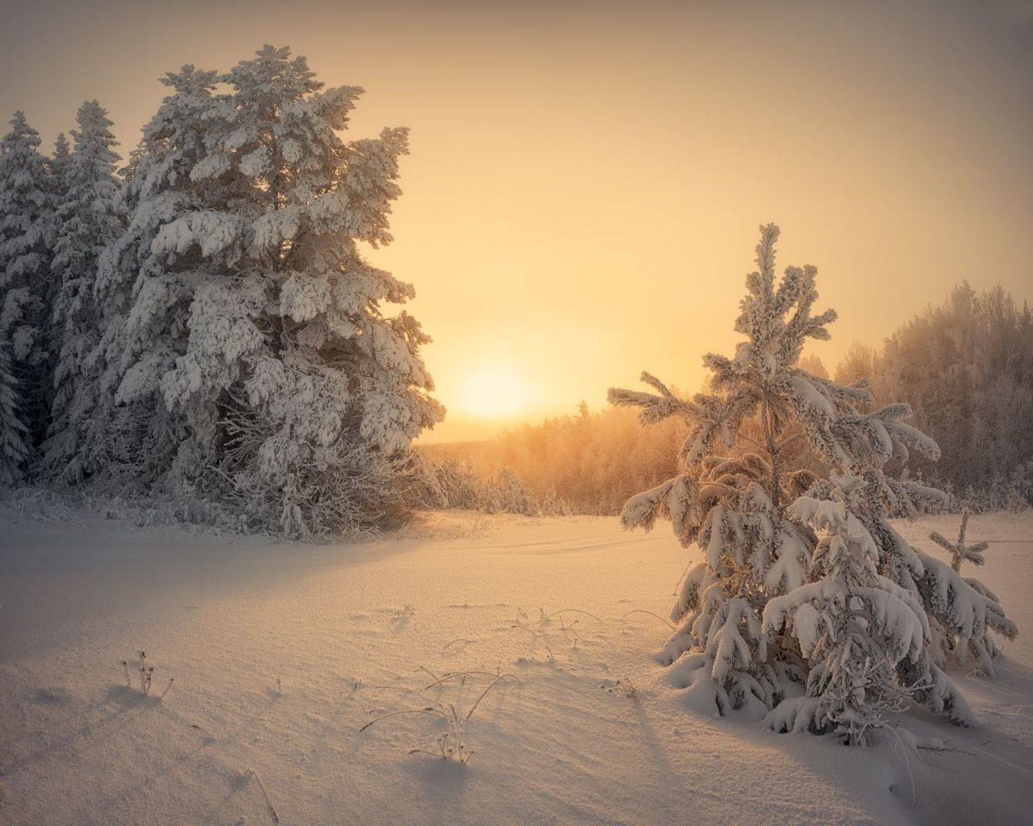 зима, рассвет, Дмитрий Медянцев
